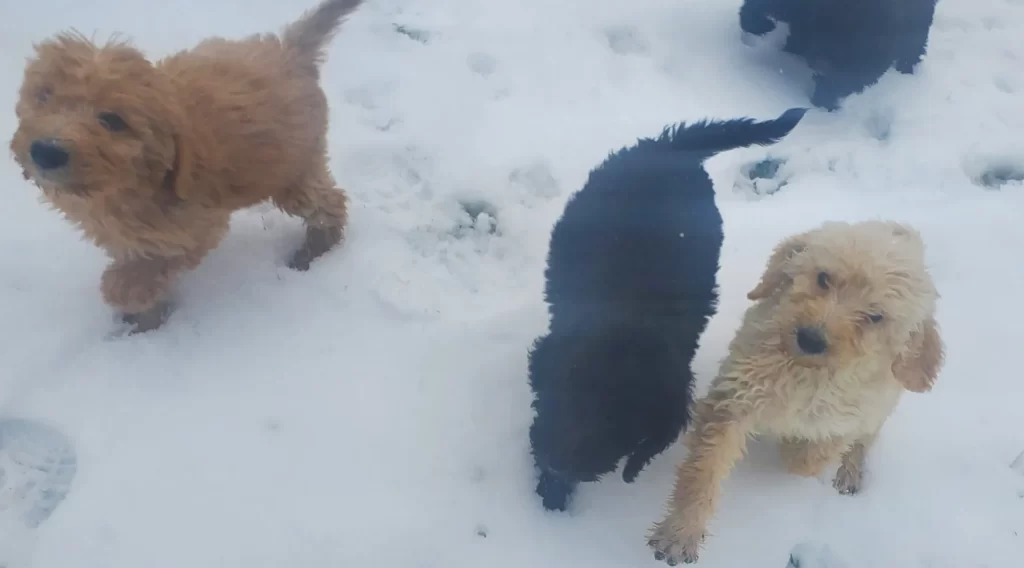 Three puppies playing in the snow, with two light brown and one black, exploring and leaving paw prints on the white ground.