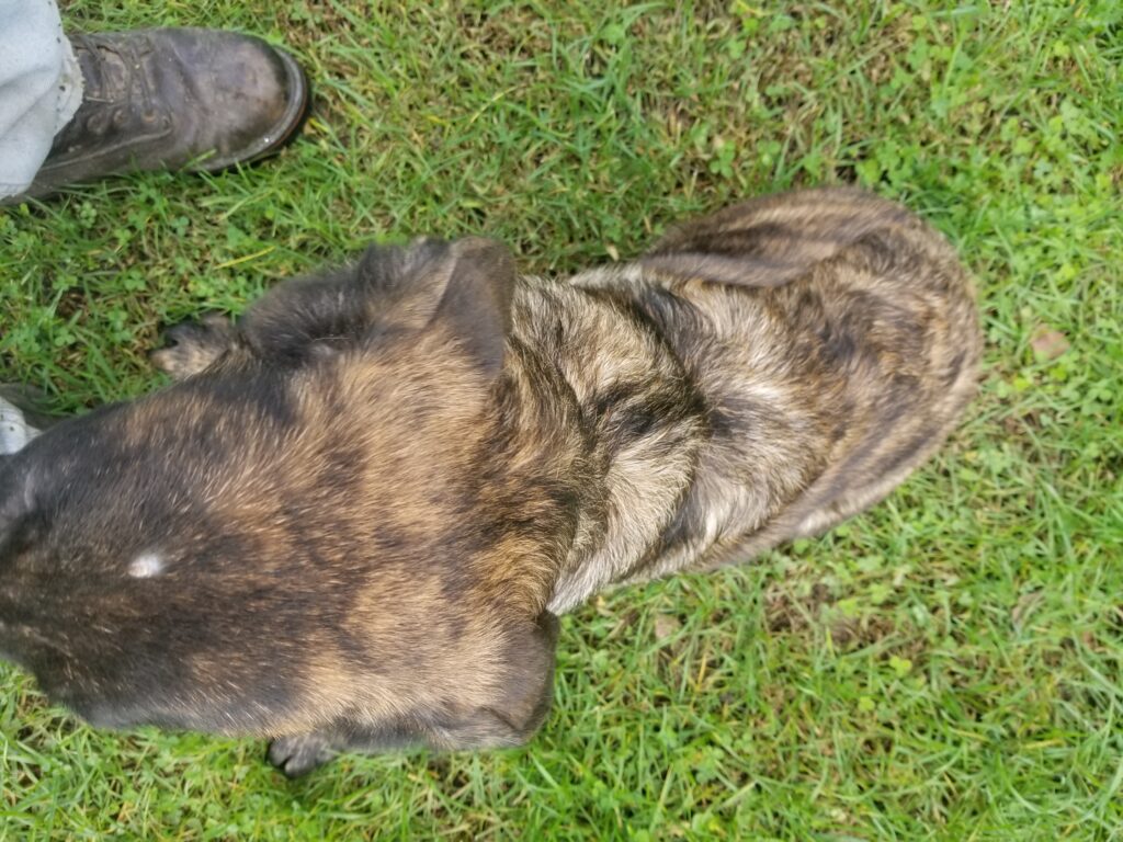 Brown and black brindle dog sitting on grass next to a person's boot.