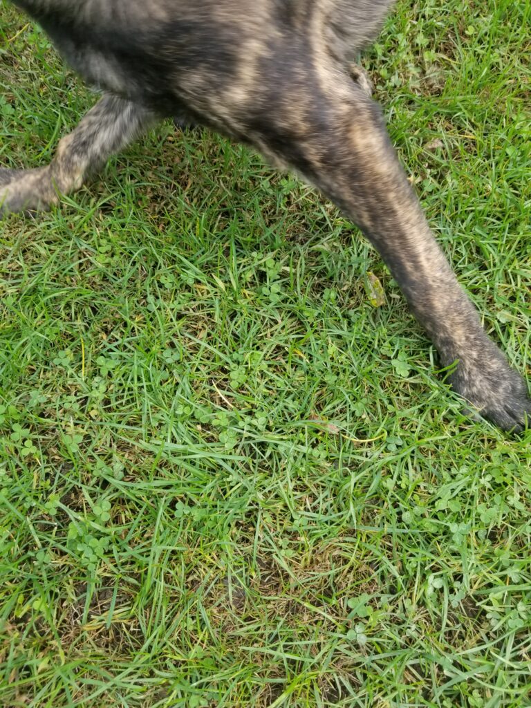 A dog's legs captured mid-movement on a grassy lawn.