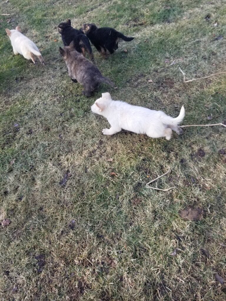 A group of puppies of various colors playing and running on grassy ground.