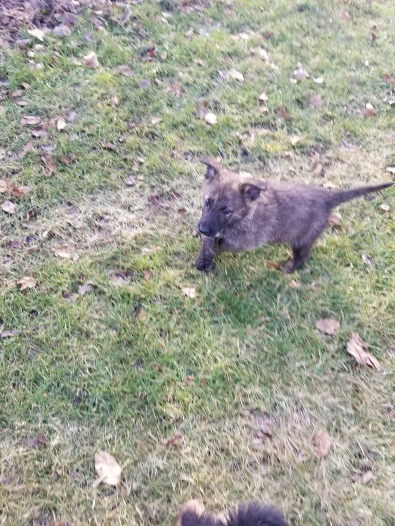 A small, brown brindle puppy walking on a grass-covered area with scattered leaves.