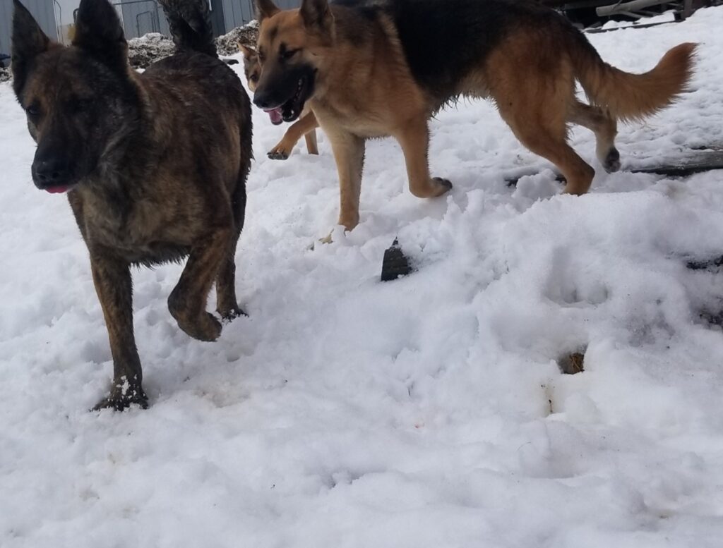 Two German Shepherds playing in the snow near a building; one is brindle-coated and the other tan and black.