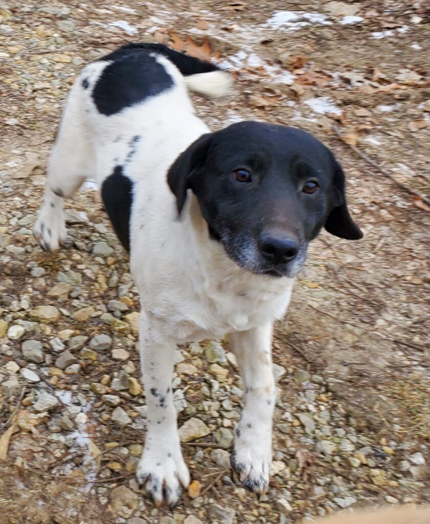 A black and white dog stands on rocky ground, looking toward the camera.