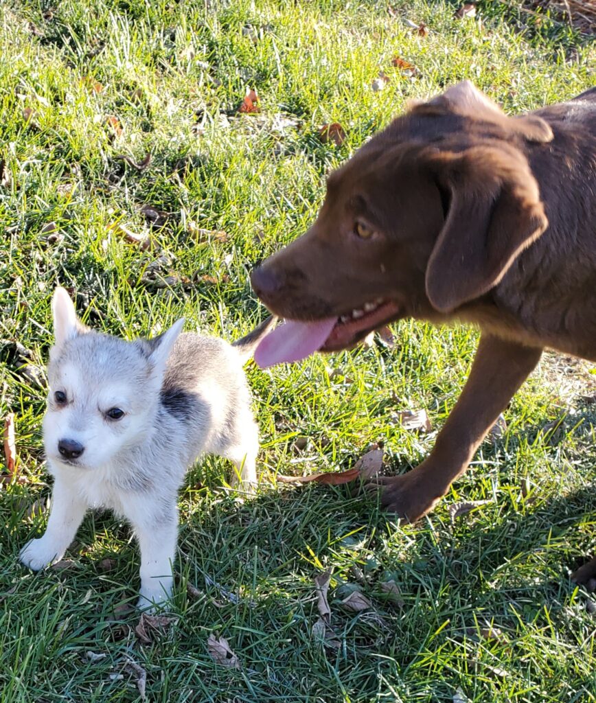 A small puppy with gray and white fur stands on grass next to a larger brown dog with its tongue out.