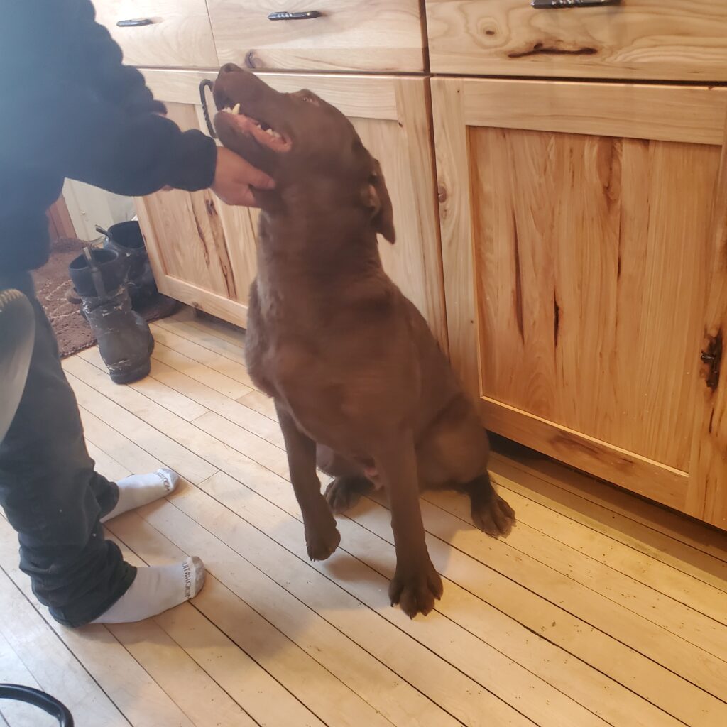 A large brown dog sits on a wooden floor, looking up as a person pets its chin in a kitchen setting.