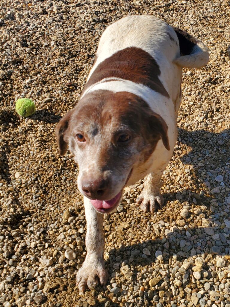 Brown and white dog standing on gravel, with tongue out and a tennis ball nearby.